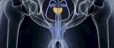 Allgemeines rund um die Prostata Beispielbild